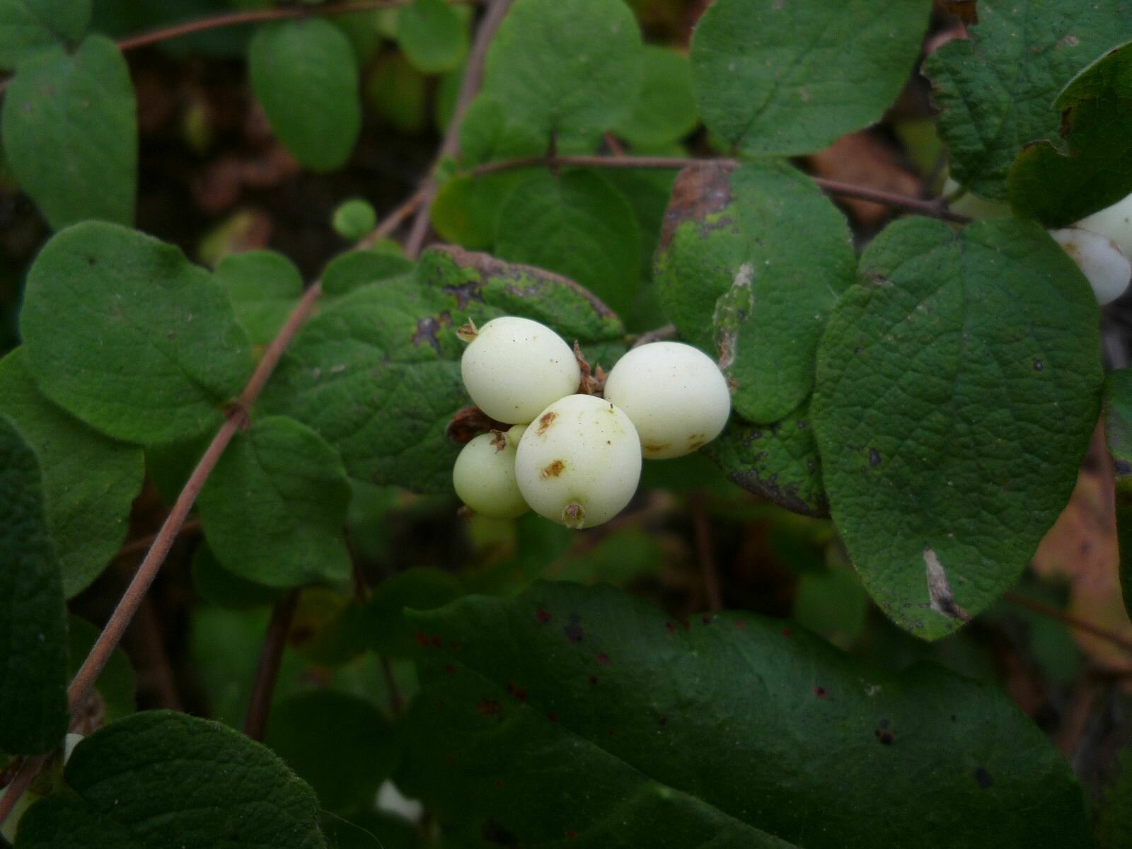 High Resolution Symphoricarpos mollis Fruit